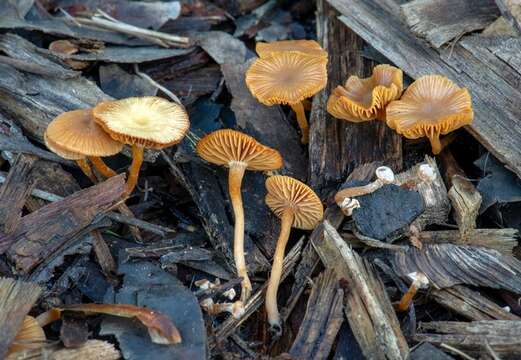 Image of Tubariaceae