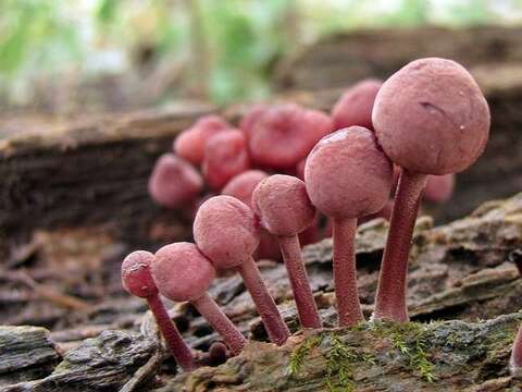 Image of Mycena