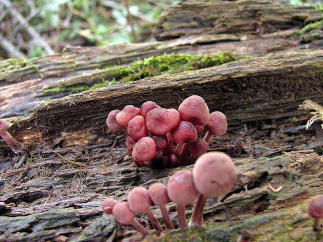 Image of Bonnet Mushroom