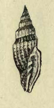 Image of Vexillum antonellii (Dohrn 1860)