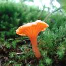 Image of Cantharellus cinnabarinus (Schwein.) Schwein. 1832