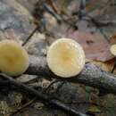 صورة Rhizomarasmius pyrrhocephalus (Berk.) R. H. Petersen 2000