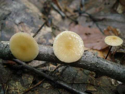 Rhizomarasmius resmi