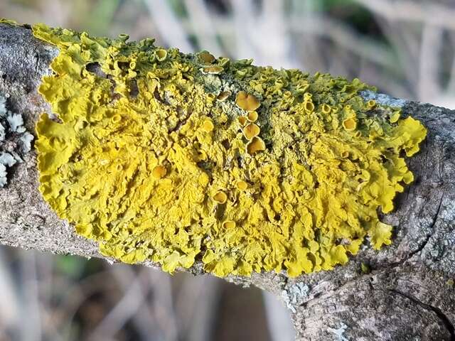 Image of orange wall lichen