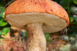 Image of Leccinum manzanitae Thiers 1971