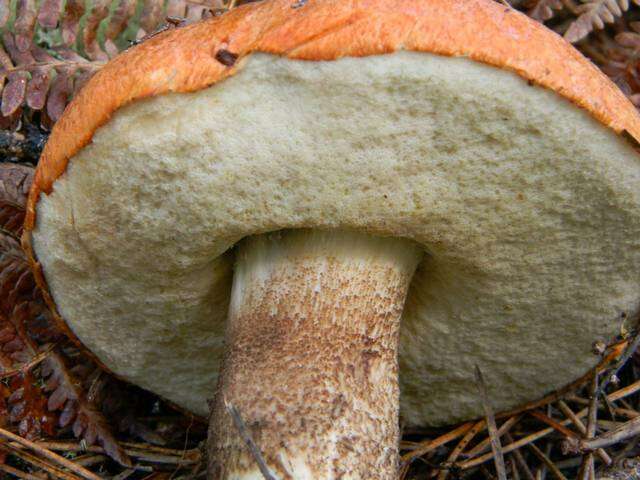 Image of Leccinum manzanitae Thiers 1971