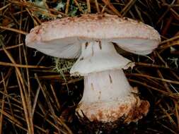 Plancia ëd Amanita novinupta Tulloss & J. Lindgr. 1994