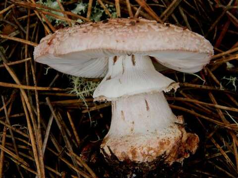 Image of Amanita novinupta Tulloss & J. Lindgr. 1994