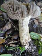 Image of Entoloma cinereolamellatum Largent 1994