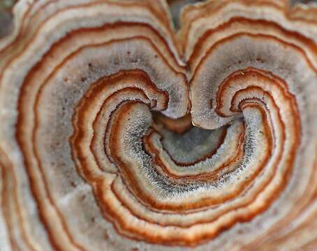 Image of Trametes