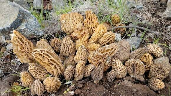 Image of Morchellaceae