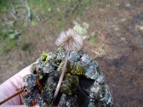 Mycena purpureofusca (Peck) Sacc. 1887 resmi