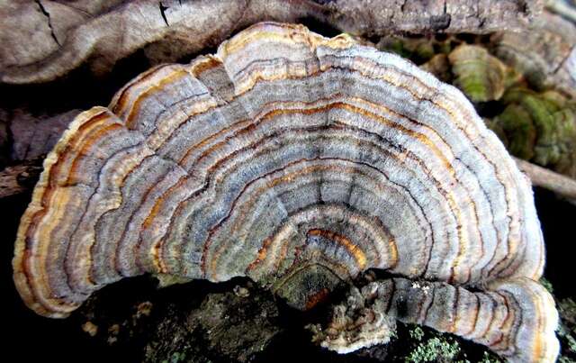 Image of Trametes