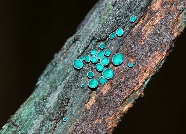 Image of Chlorociboriaceae