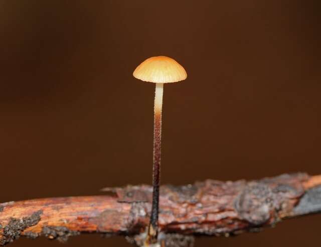 Image de Rhizomarasmius