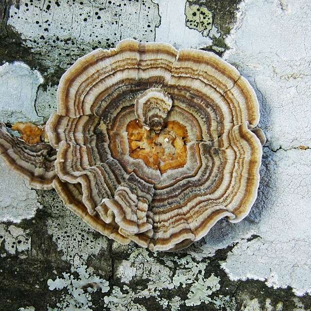 Image of Trametes