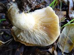 Image of Lactarius alnicola A. H. Sm. 1960