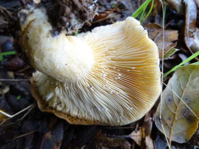 Image of Lactarius alnicola A. H. Sm. 1960