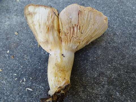 Image of Lactarius alnicola A. H. Sm. 1960