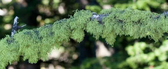 Image of wolf lichen