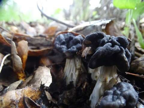 Imagem de Helvella dryophila Vellinga & N. H. Nguyen 2013