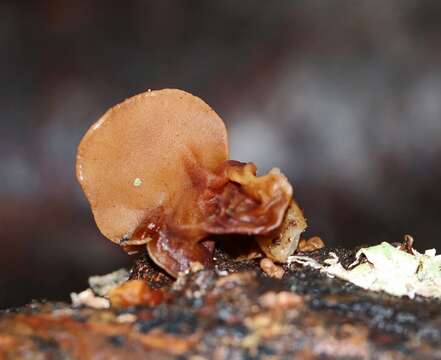 Image of <i>Auricularia angiospermarum</i>