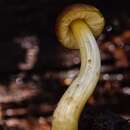 Image of Pluteus romellii (Britzelm.) Sacc. 1895