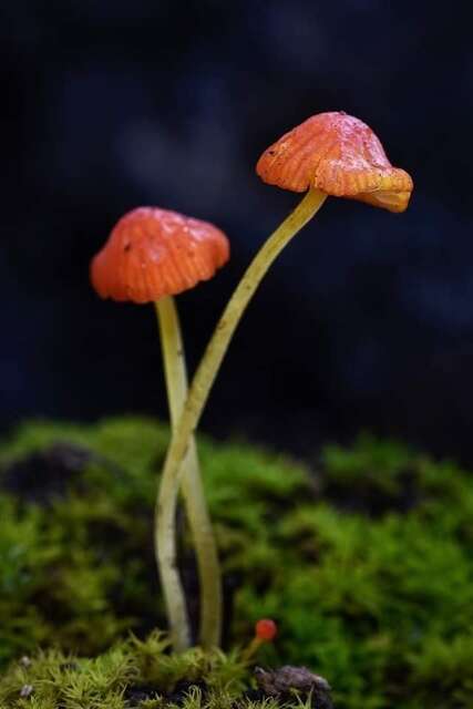 Image of Mycena acicula (Schaeff.) P. Kumm. 1871