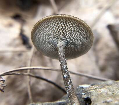 Image de Lentinus arcularius (Batsch) Zmitr. 2010