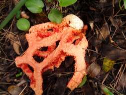 Image of Clathrus