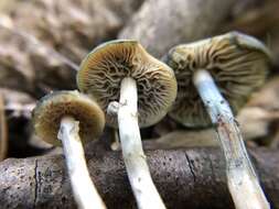 Image of Psilocybe ovoideocystidiata Guzmán & Gaines 2007