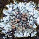 Image of rim lichen