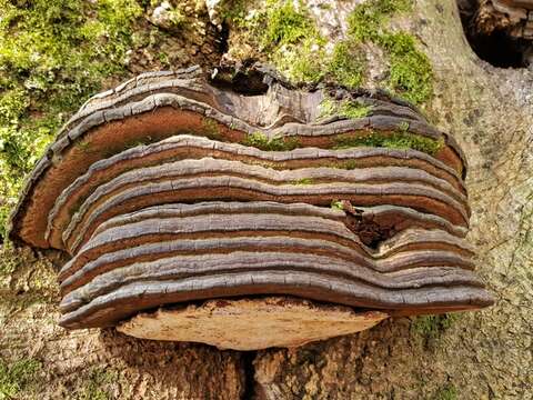 Ganoderma adspersum (Schulzer) Donk 1969的圖片