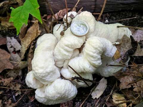 Image of Entoloma abortivum (Berk. & M. A. Curtis) Donk 1949