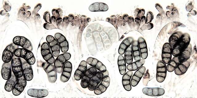 Image of diplotomma lichen