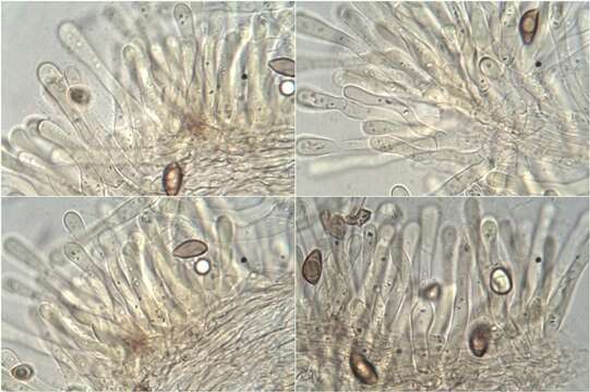 Image of Hymenogastraceae