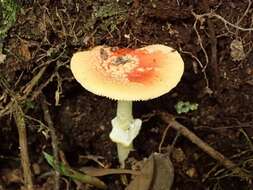 Image of Amanita rubrovolvata S. Imai 1939