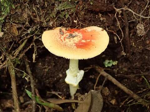 Plancia ëd Amanita rubrovolvata S. Imai 1939