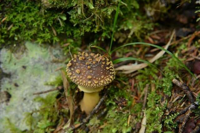 Image of Yellow spotted amanita