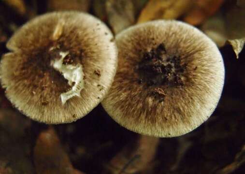 Image of Amanita fuliginea Hongo 1953