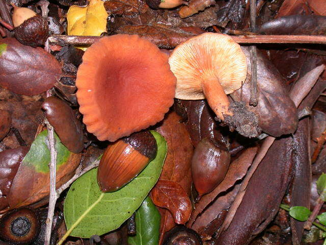 Image of Lactarius rubidus (Hesler & A. H. Sm.) Methven 2013