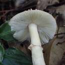 Image of Amanita esculenta Hongo & I. Matsuda 1955