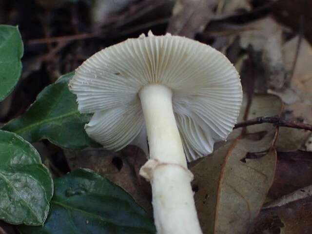 Image of Amanita esculenta Hongo & I. Matsuda 1955