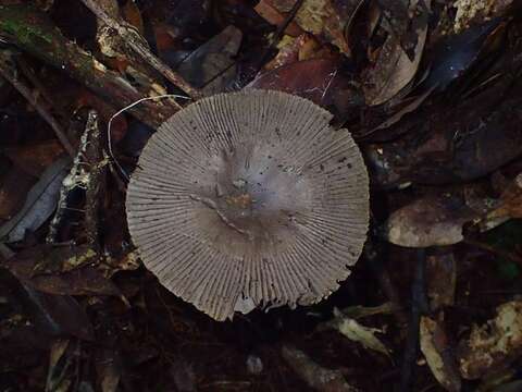 Image de Amanita griseofolia Zhu L. Yang 2004