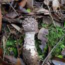 Image of Amanita griseoverrucosa Zhu L. Yang 2004