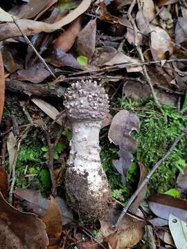 Image of Amanita griseoverrucosa Zhu L. Yang 2004