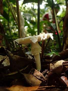 Image of Amanita gymnopus Corner & Bas 1962