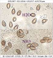 Image of Hymenogastraceae