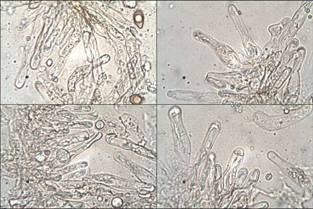 Image of Hymenogastraceae