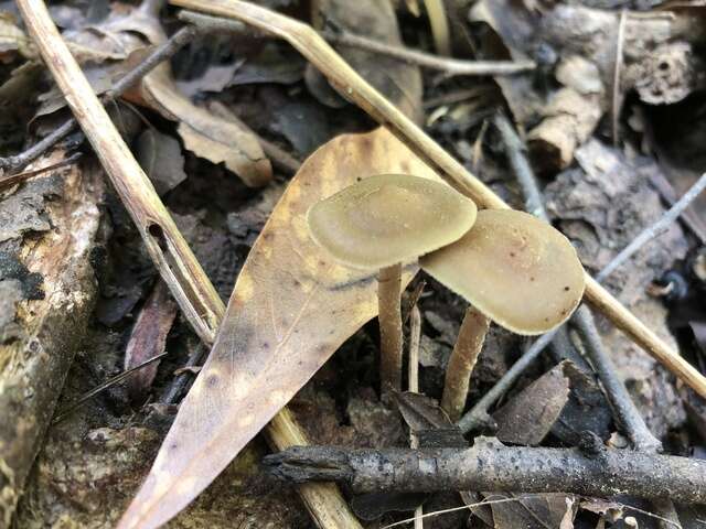 Image of Psilocybe ovoideocystidiata Guzmán & Gaines 2007